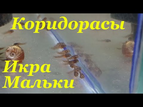 Видео: Икра коридорасов Личинка Малек Крапчатый сомик