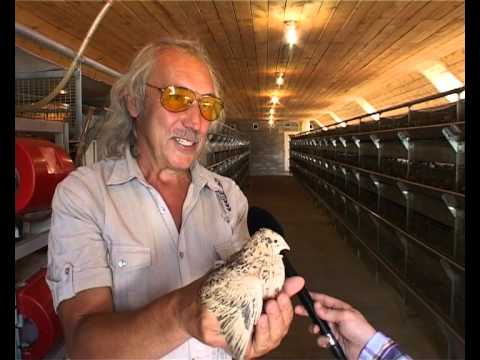 Видео: Перепёлочка. Перепелиная ферма Баклыковых