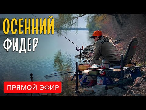 Видео: Как ловить фидером осенью? Ответы на вопросы. Прямой эфир.