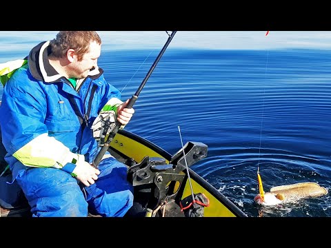 Видео: Морская рыбалка, Баренцево море. Май-2022/Sea fishing, Barents Sea. May-2022