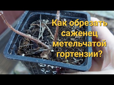 Видео: Обрезка маленьких саженцев метельчатой гортензии.🌸Снимаем укрытия.