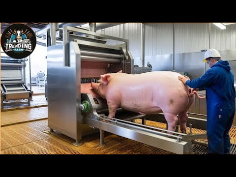 Видео: Жесть! От Этих Процессов Производства Волосы Встают Дыбом