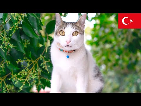 Видео: 4 часа с кошками Стамбула: спокойные моменты в 4K