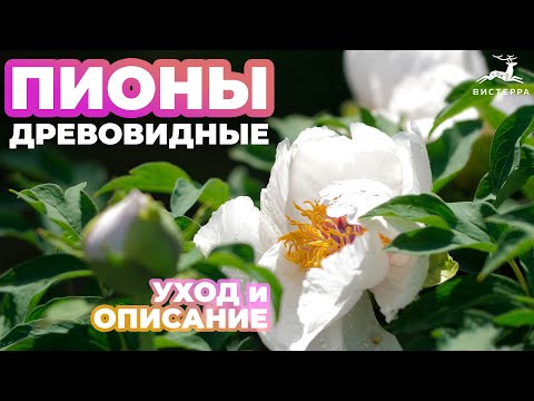 Видео: ПИОНЫ ДРЕВОВИДНЫЕ УХОД И ОПИСАНИЕ | ПИОНЫ В СИБИРИ