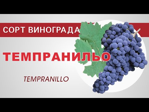 Видео: Сорт винограда Темпранильо
