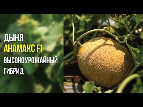 Видео: Дыня Анамакс F1 высокоурожайный гибрид