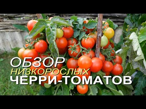 Видео: Урожайные НИЗКОРОСЛЫЕ ТОМАТЫ для выращивания в горшках. Советы от ЗЕЛЕНОГО ОГОРОДА!