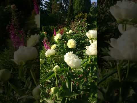 Видео: Пионы и наперстянки.