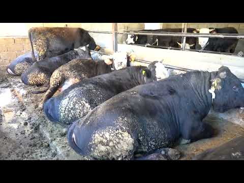 Видео: 4 ай 17 күн бұқалар сойылады семірту құпиясы