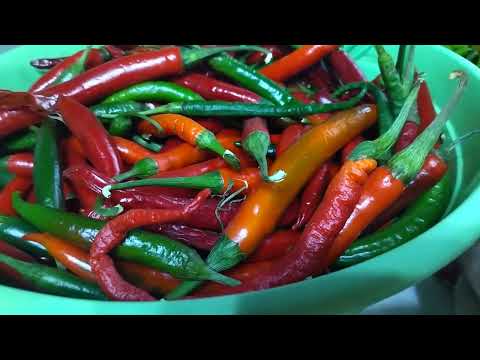 Видео: Сезон заготовок ещё не закрыт!!! 🧅🧅🧅🧅🧄🧄🌶🌶🌶🌶