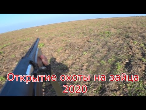 Видео: Охота на зайца 2020 года .Открытие охоты на зайца коллективная . Я взял двух .Охота удалась .Зайцы .