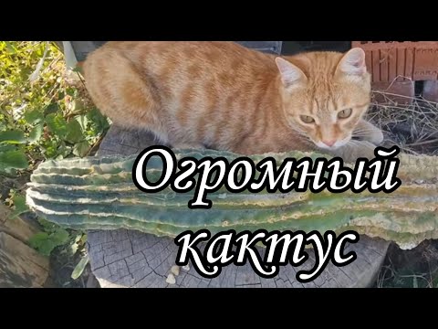 Видео: Как обрезать - омолодить кактус. Обрезать кактус если гниёт. #cactus #кактусы