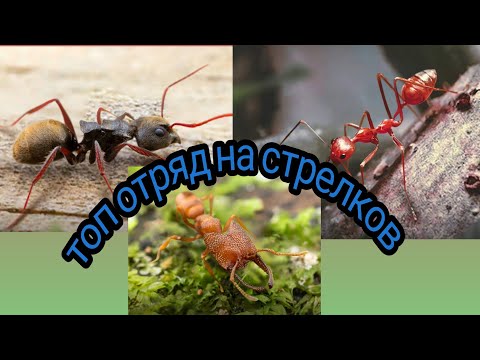 Видео: топ отряд на стрелков the ants underground kingdom