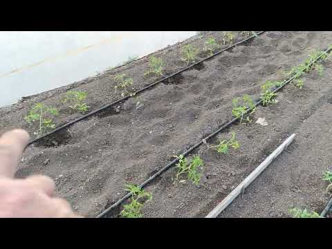 Видео: Първи стъпки за отглеждане на домати.Розов домат Майка.