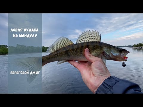 Видео: Судак на мандулу | Береговой джиг | Ловля судака в мае