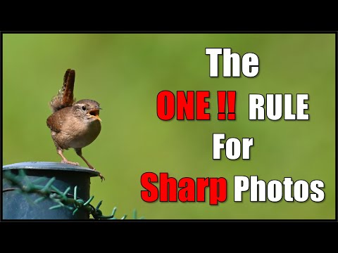 Видео: Главный и, возможно, единственный фактор для бритвенно-острых фотографий Bird.