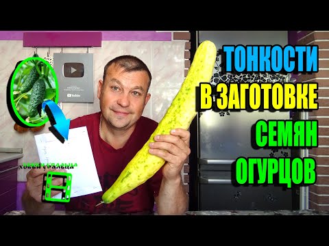 Видео: КАК СОБРАТЬ СЕМЕНА ОГУРЦА СО 100% ВСХОЖЕСТЬЮ? ЭКОСАД (ОГОРОД) И ТЕПЛИЦА 22-37