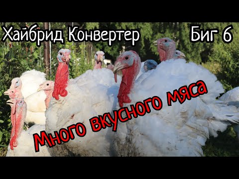 Видео: Что такое бройлерная индейка? Забойные веса.