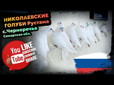 Видео: Николаевские голуби Рустама. с.Черноречье Самарская обл. тел +7 (917) 813-21-47