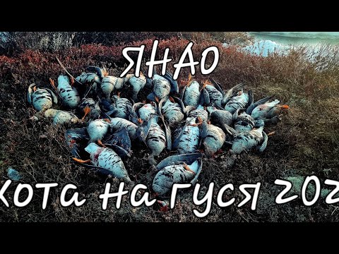 Видео: Из ХМАО в ЯНАО за гусём.. Охота на гуся 2025