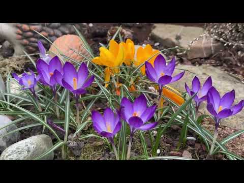 Видео: Мой сад с весенними цветами + пробуждение цветочной жизни/ начало цветочного сезона 🌟