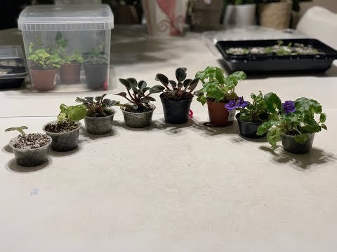 Видео: Размножение африканской фиалки из одного листа (все этапы — до цветения)