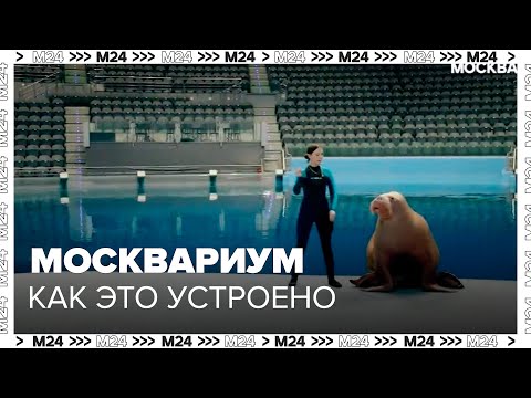 Видео: Москвариум на ВДНХ, как это устроено - Москва 24