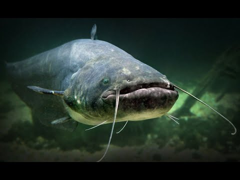 Видео: Сом ударил хвостом  р Припять