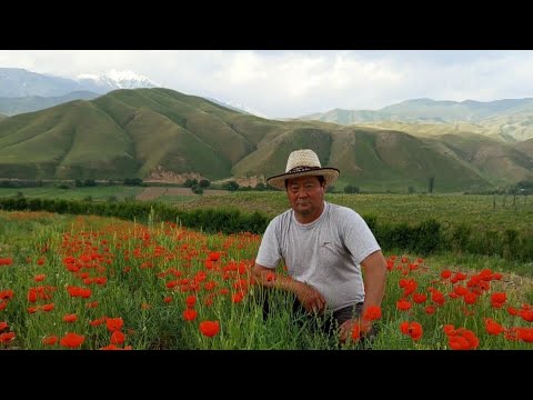 Видео: Жетимиш жылда жер жаңы
