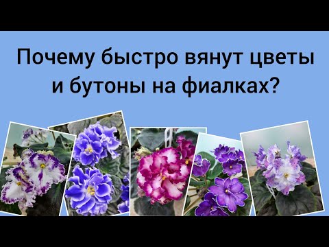 Видео: Почему быстро вянут цветы и бутоны на фиалках?
