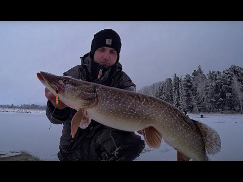 Видео: УДОЧКА В ЩЕПКИ!!!ТРОФЕЙ РЕЖЕТ ПАЛЬЦЫ....ЭТО ПЕРВЫЙ ЛЕД! Провалился под лед) Рыбалка 2020-2021