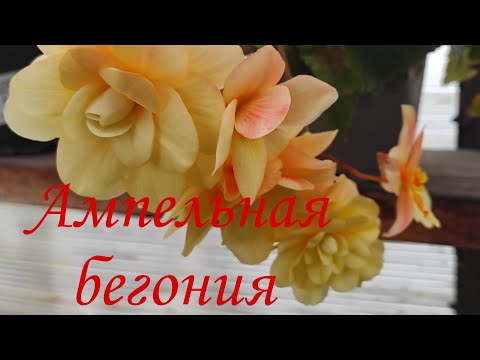 Видео: Ампельные бегонии. Есть шанс на исправление ошибок...