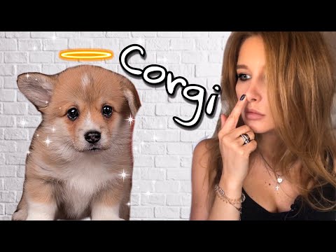 Видео: Пожалела, что завела КОРГИ / Стыдно за Таффи/ Нужен кинолог/ Q&A