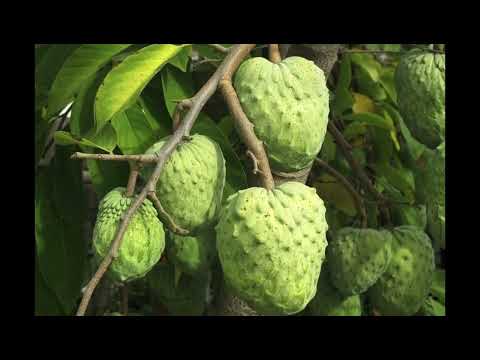 Видео: Анонна черимойя ч1.