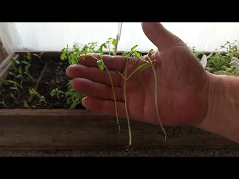 Видео: Вытянулась рассада томатов.  Почему и что делать?