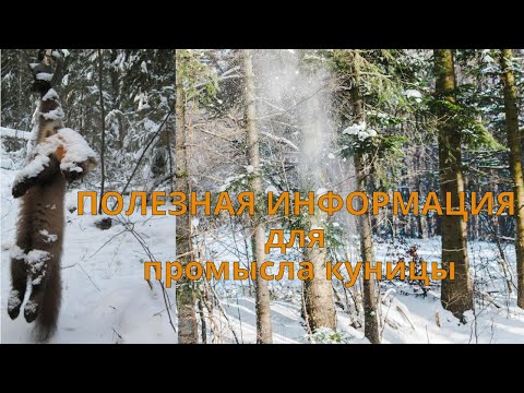 Видео: КУНИЦА ОПИСАНИЕ. ПОЛЕЗНА ИНФОРМАЦИЯ для промысла зверька.