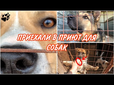 Видео: ПРИЕХАЛИ В ПРИЮТ ДЛЯ СОБАК | ПОМОЩЬ БЕЗДОМНЫМ ЖИВОТНЫМ