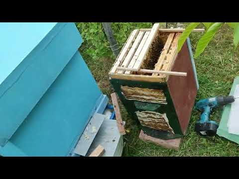 Видео: Переселение роя из ловушки в улей с весами  #swarm_of_bees