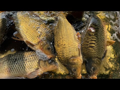 Видео:  🐠 🐟АРЗОНЧИЛИК УРГАНЧ ДЕХКОН БОЗОРИДА БАЛИКЛАР НАРХИ ТУШИБ КЕТДИ! 28 сентября 2025 г.🔥