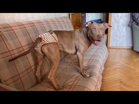 Видео: У Джины течка. Узбекское кафе. Ночная подработка в Москве. На пляже много женщин