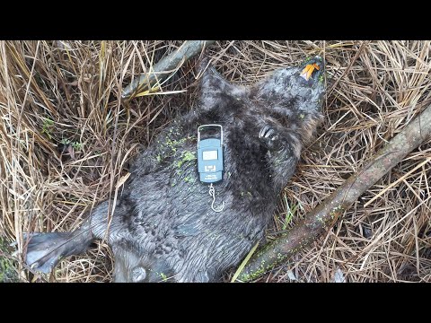 Видео: Первый трофей,лоси чуть не атаковали меня,вообщем смотрите)