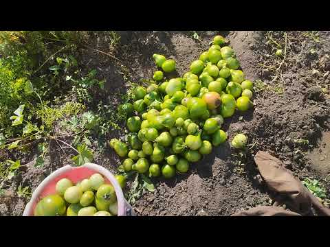 Видео: Эксперимент удался.