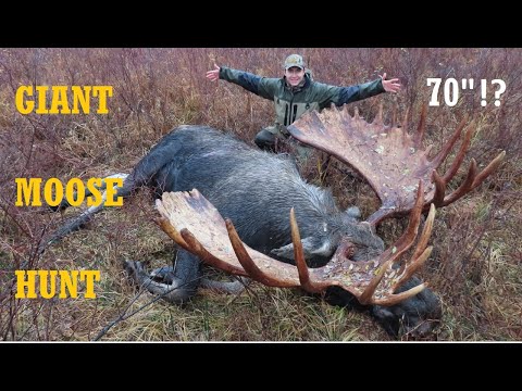 Видео: Лось на реву. Охота на лося и медведя на Камчатке