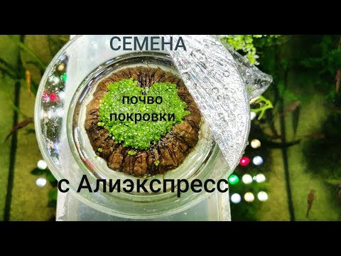 Видео: Семена почвопокровки с Алиэкспресс