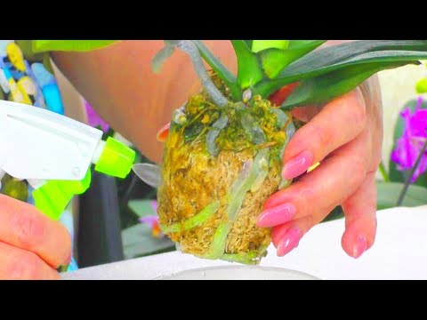 Видео: Как правильно напоить сухие корни орхидеи, во мху, после получения посылки. Продолжение...