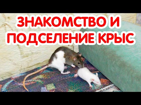 Видео: Знакомство и подселение крыс. Ссаживание крыс
