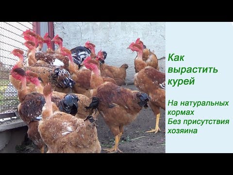 Видео: Содержание кур на натуральных кормах Куры Испанка Голошейка