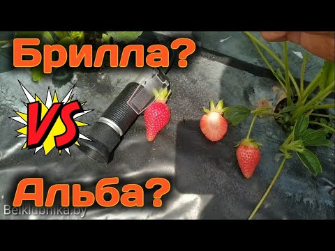 Видео: Брилла или Альба?🤔 Вот в чём вопрос?🤔