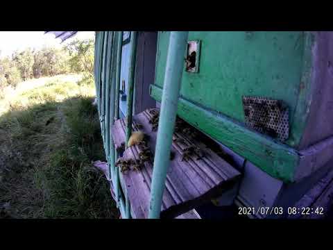 Видео: Муравьи охраняют пасеку.Нектар КОРИАНДРА носят за 6,5 км,вощину тянут.