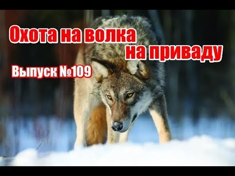 Видео: Охота на волка на приваду | Выпуск №109 (UKR)